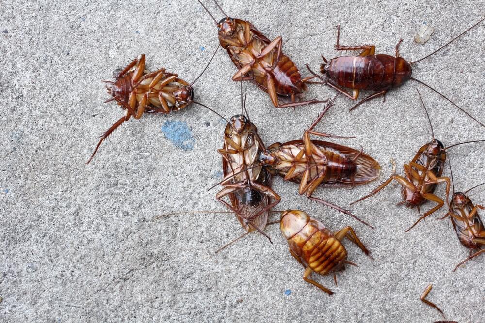 Cockroaches lying dead on the ground.