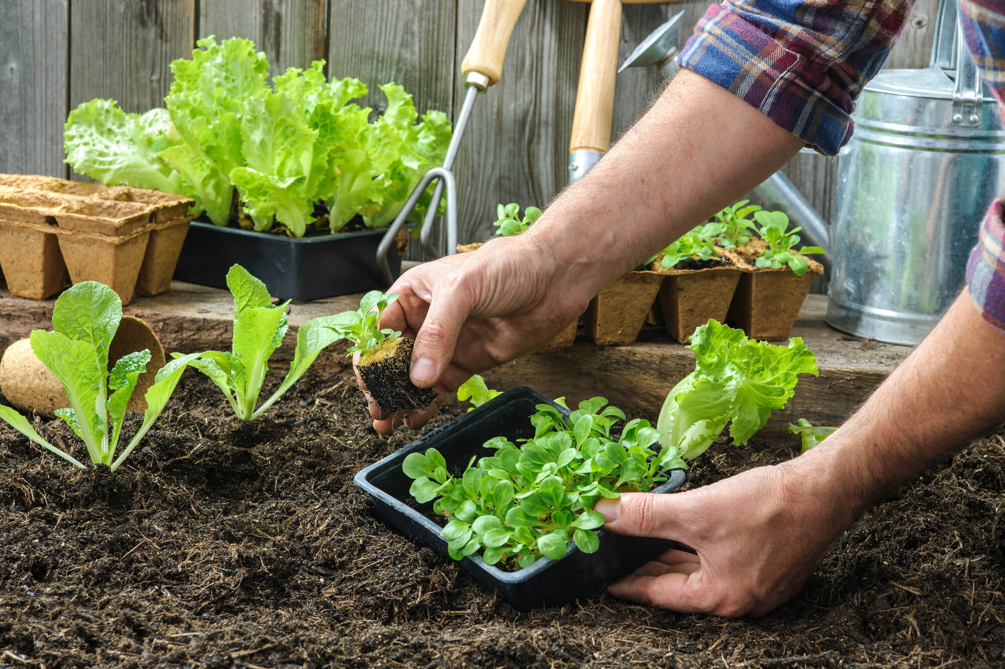 gardener planting seedlings