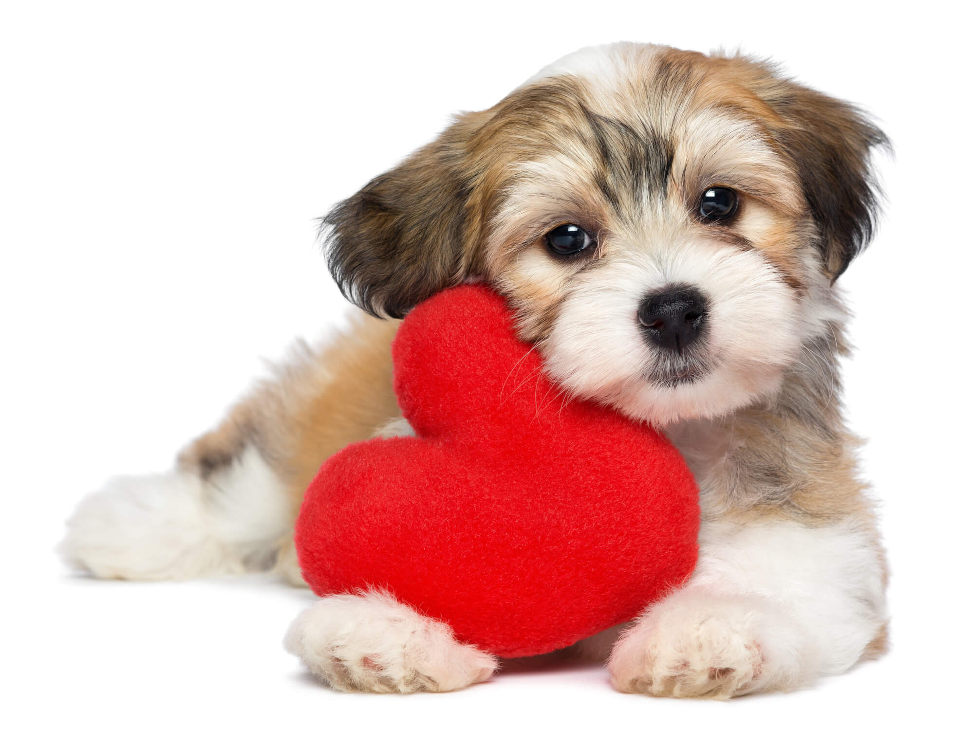 photo of puppy beside a heart