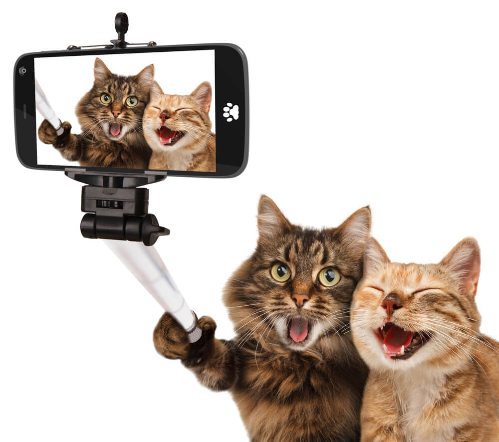 two cute and funny cats taking a video of themselves