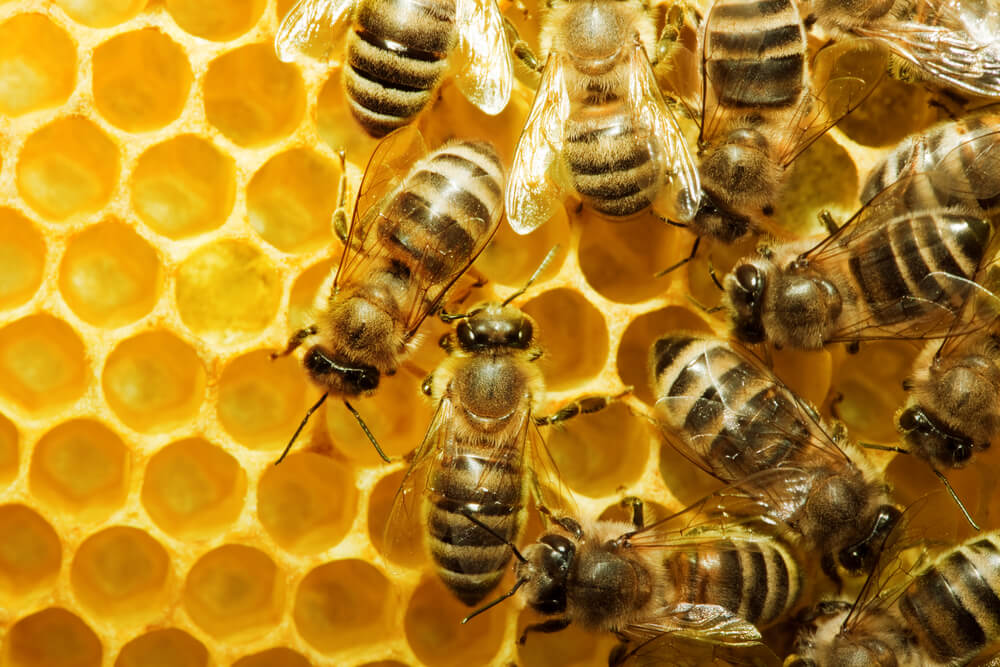 bees walking around honeycomb cells