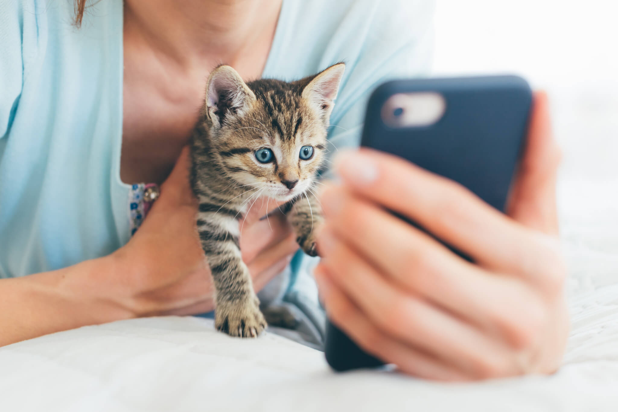 cat looking intently at phone social media marketing
