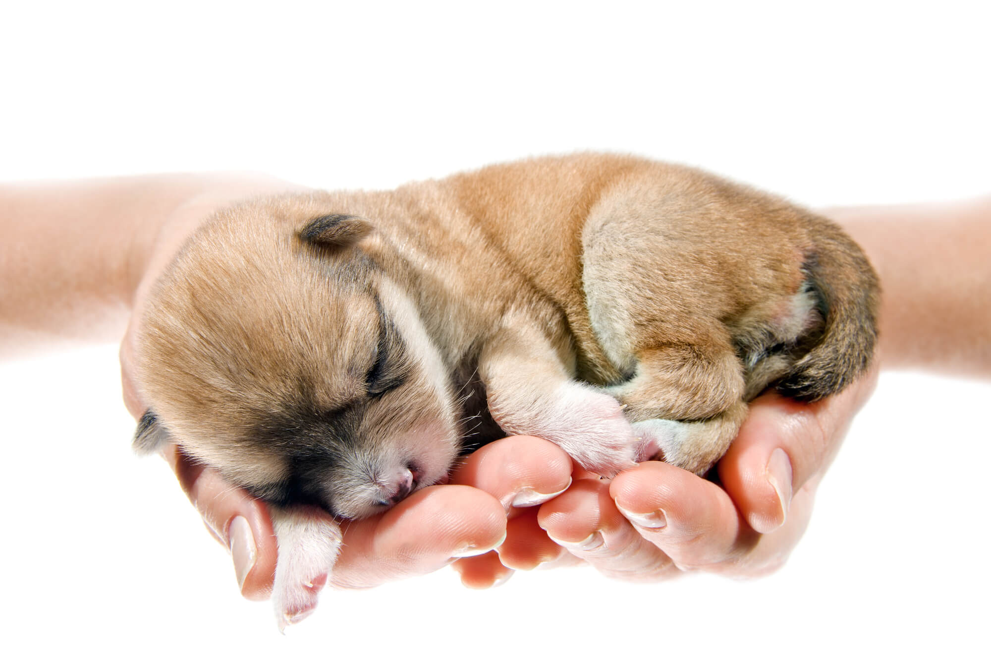 hands holding a sleeping newborn puppy social media marketing