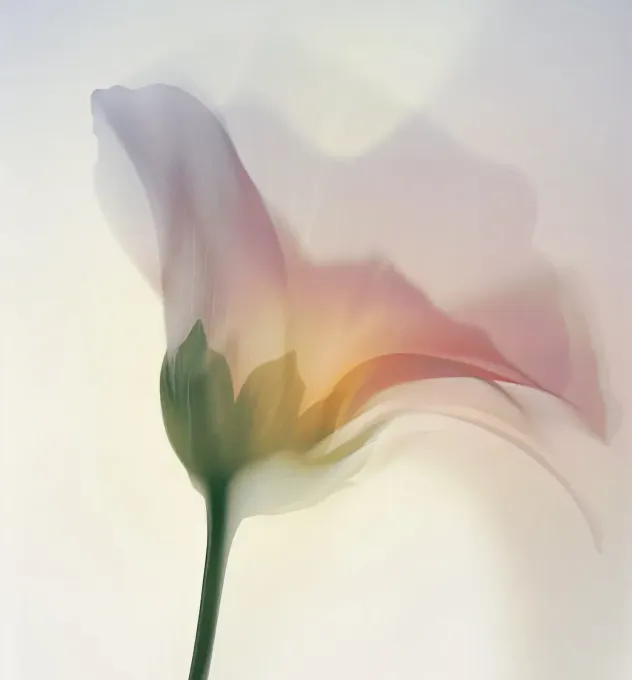 Inspira - AirDokan - Webflow Template Image