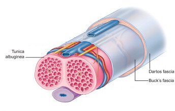 Fascielle dækninger