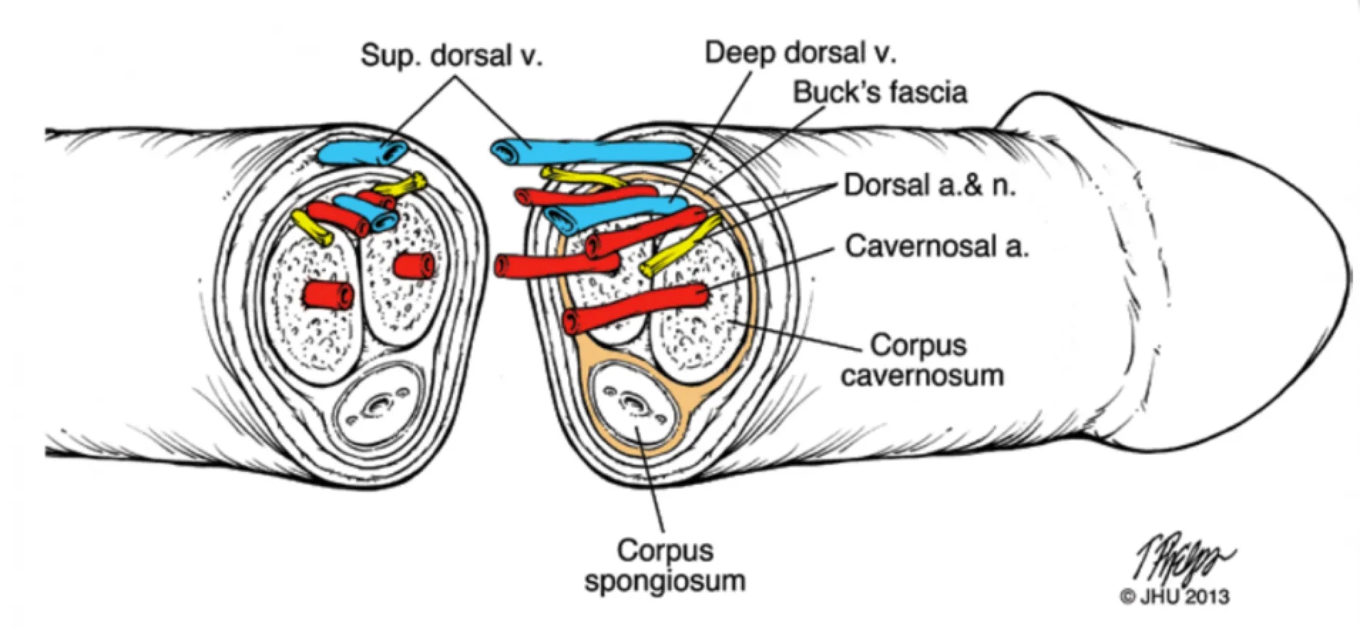 Blodforsyning til penis