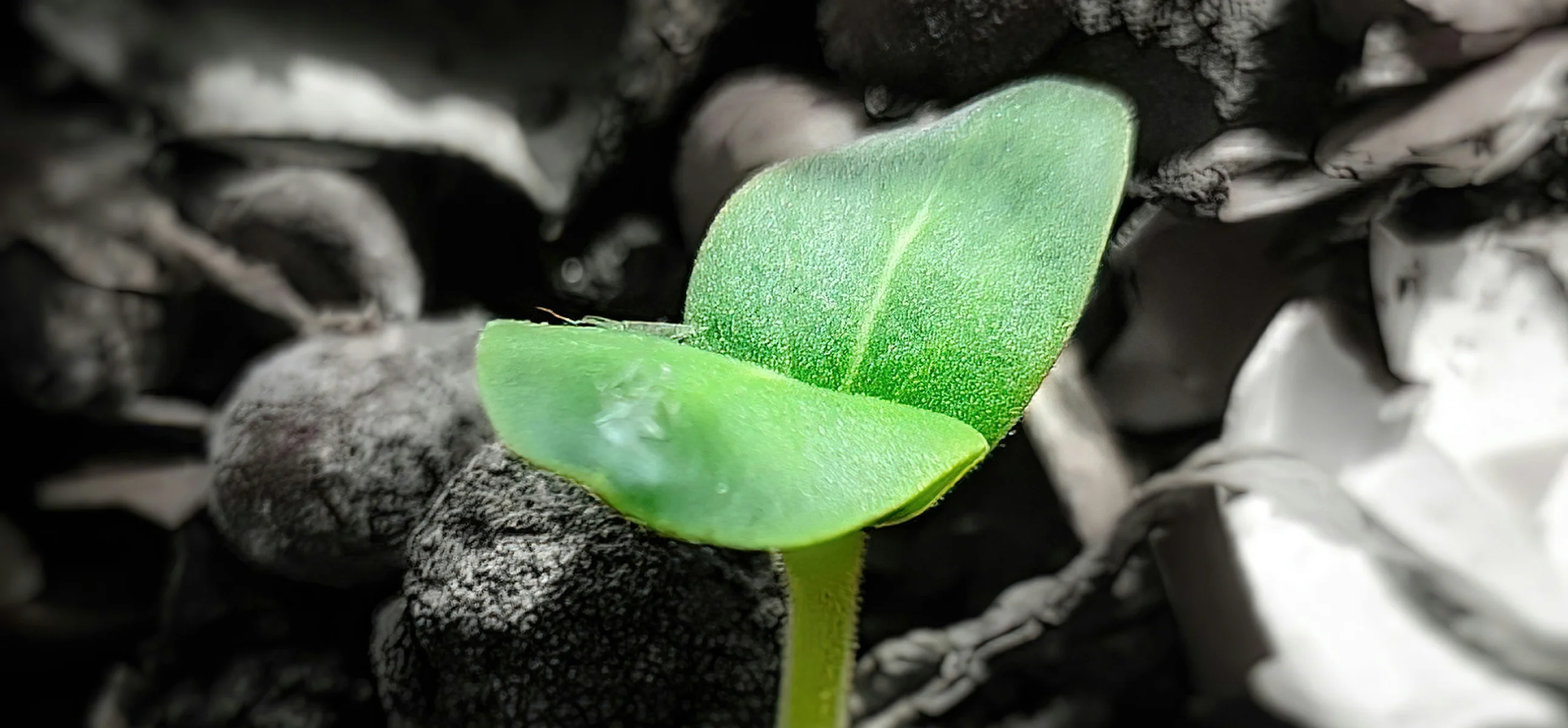Référencement naturel et SEO