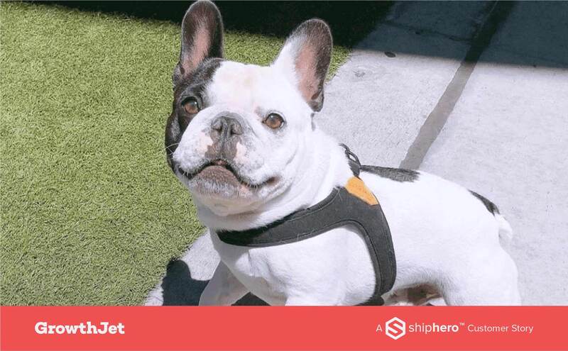 White French bulldog with black patches wearing a harness standing on grass and concrete.