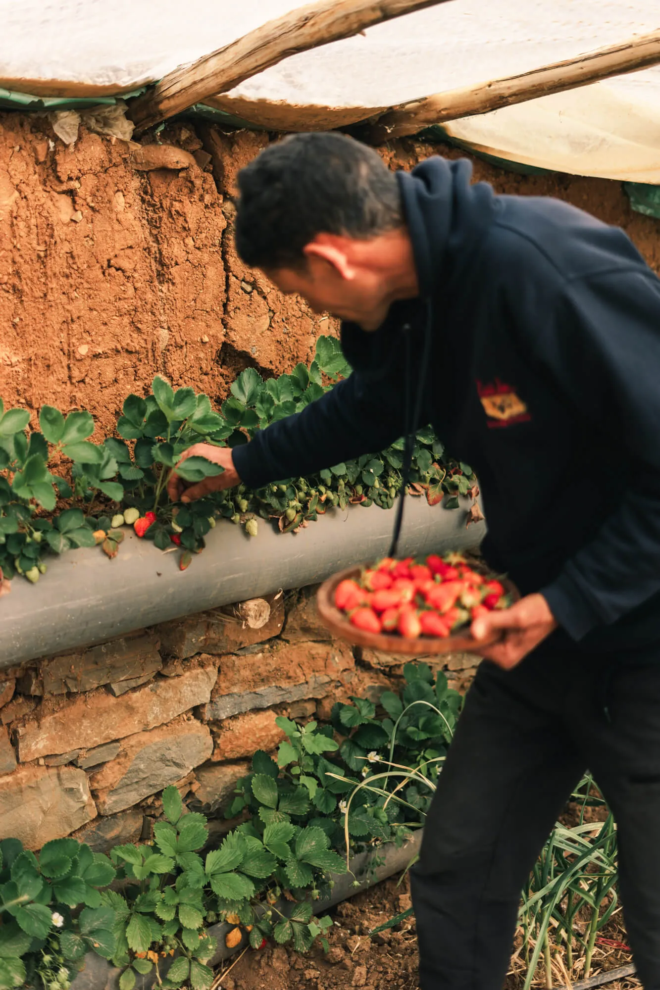 Un homme récolte des fraises dans une serre/potager de touda ecolodge, tenant un panier rempli de fraises mûres dans la vallée des ait Bougmaz au maroc