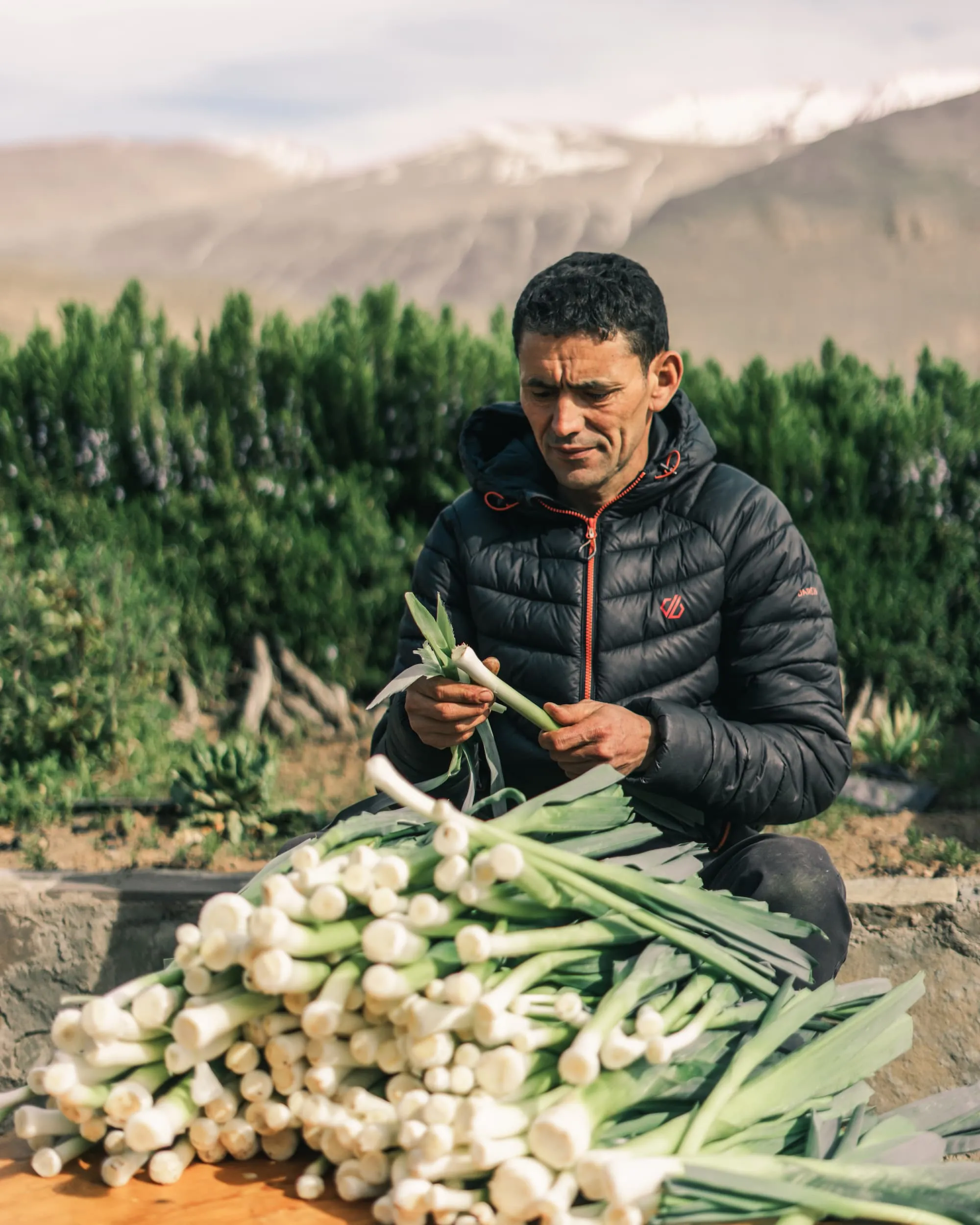 Un homme en veste noire nettoie des poireaux devant un tas de poireaux verts à l'extérieur avec des montagnes de la vallée bougemez en arrière-plan dans la haut atlas central