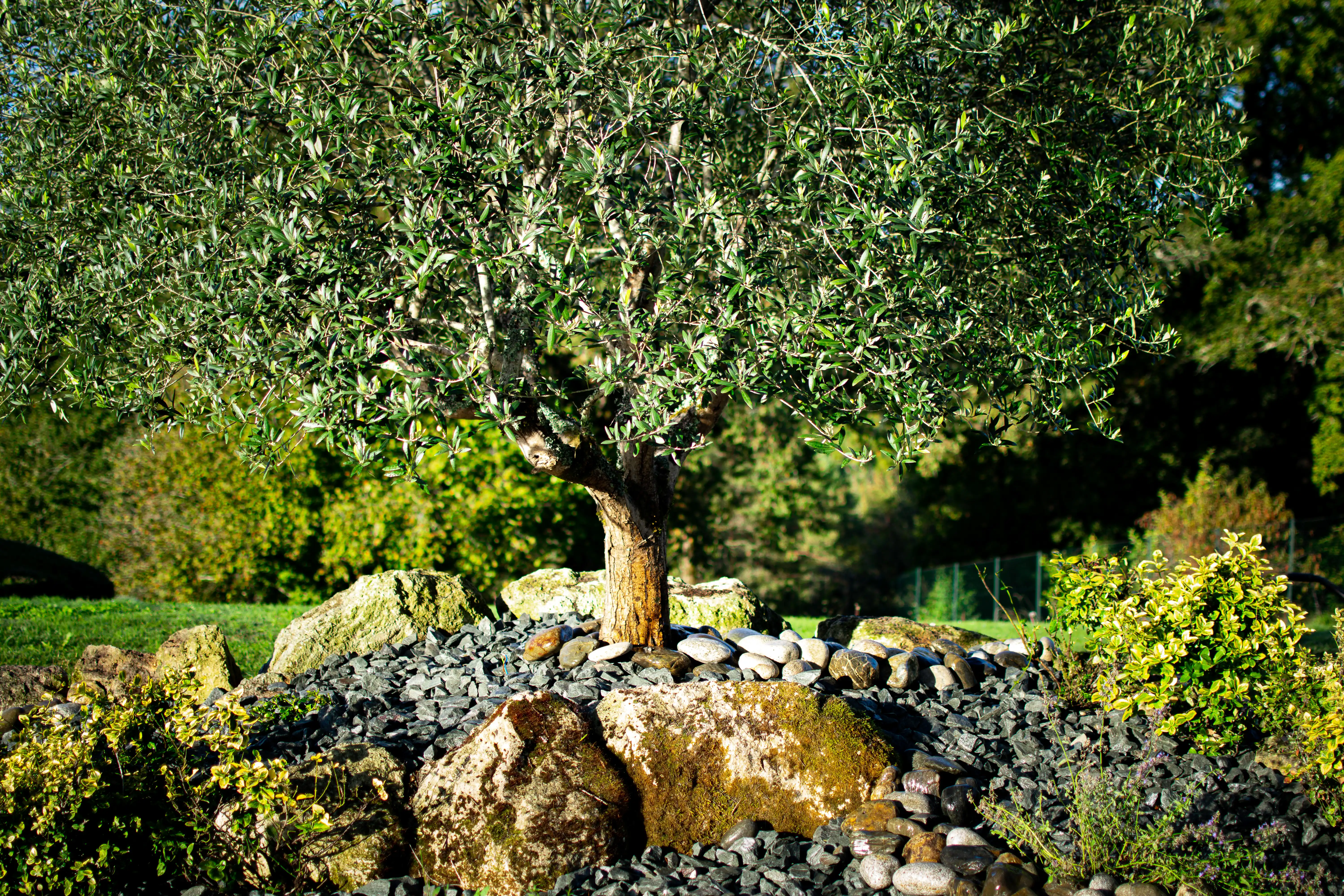 Plantation d'un arbre olivier dans un jardin