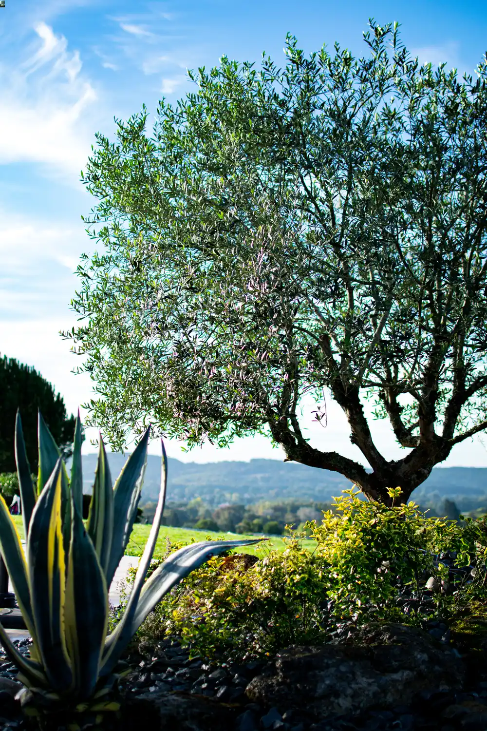 Conception d'un jardin avec un Olivier par un paysagiste
