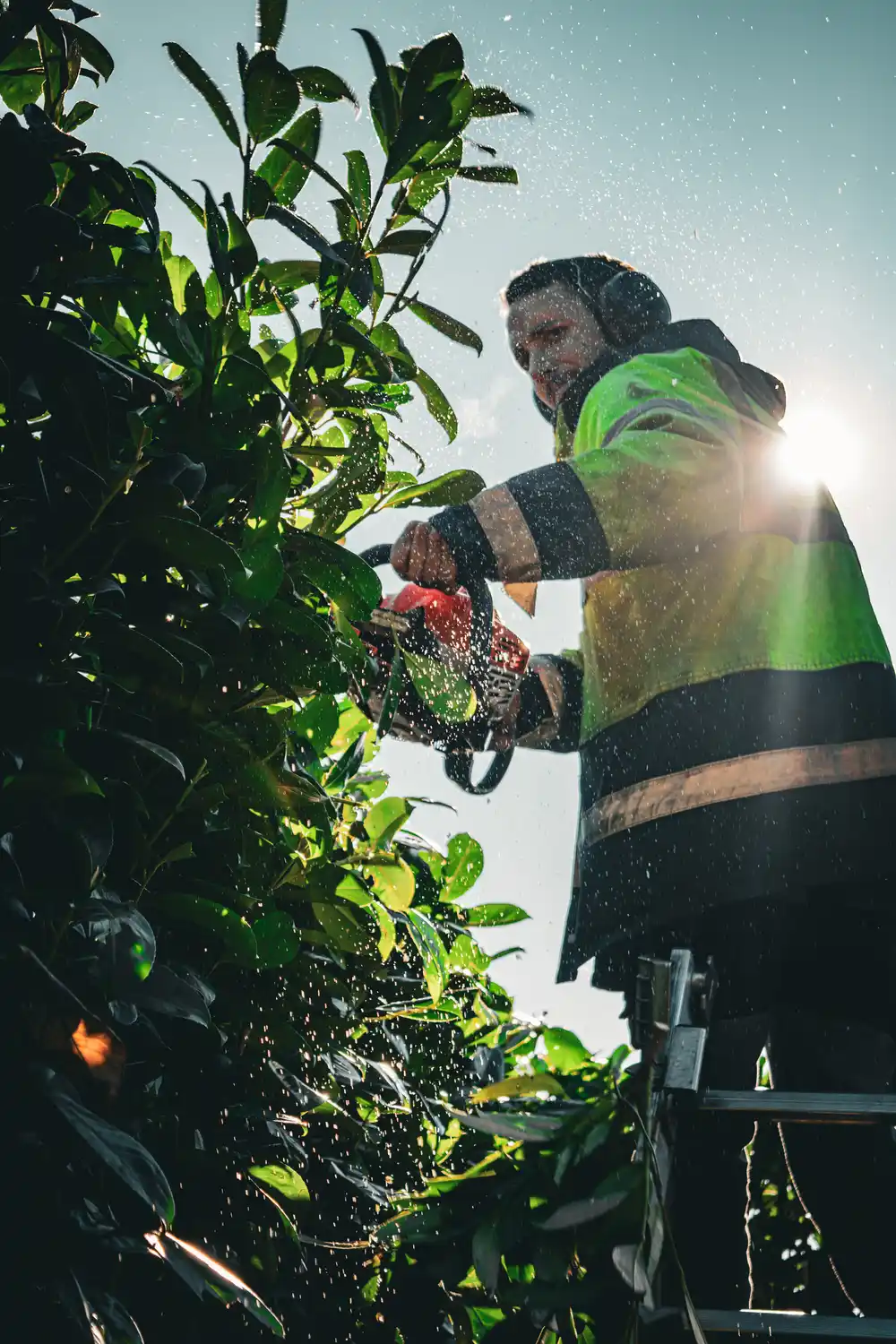 Taille d'une haie en Dordogne par un paysagiste de Jaroussie