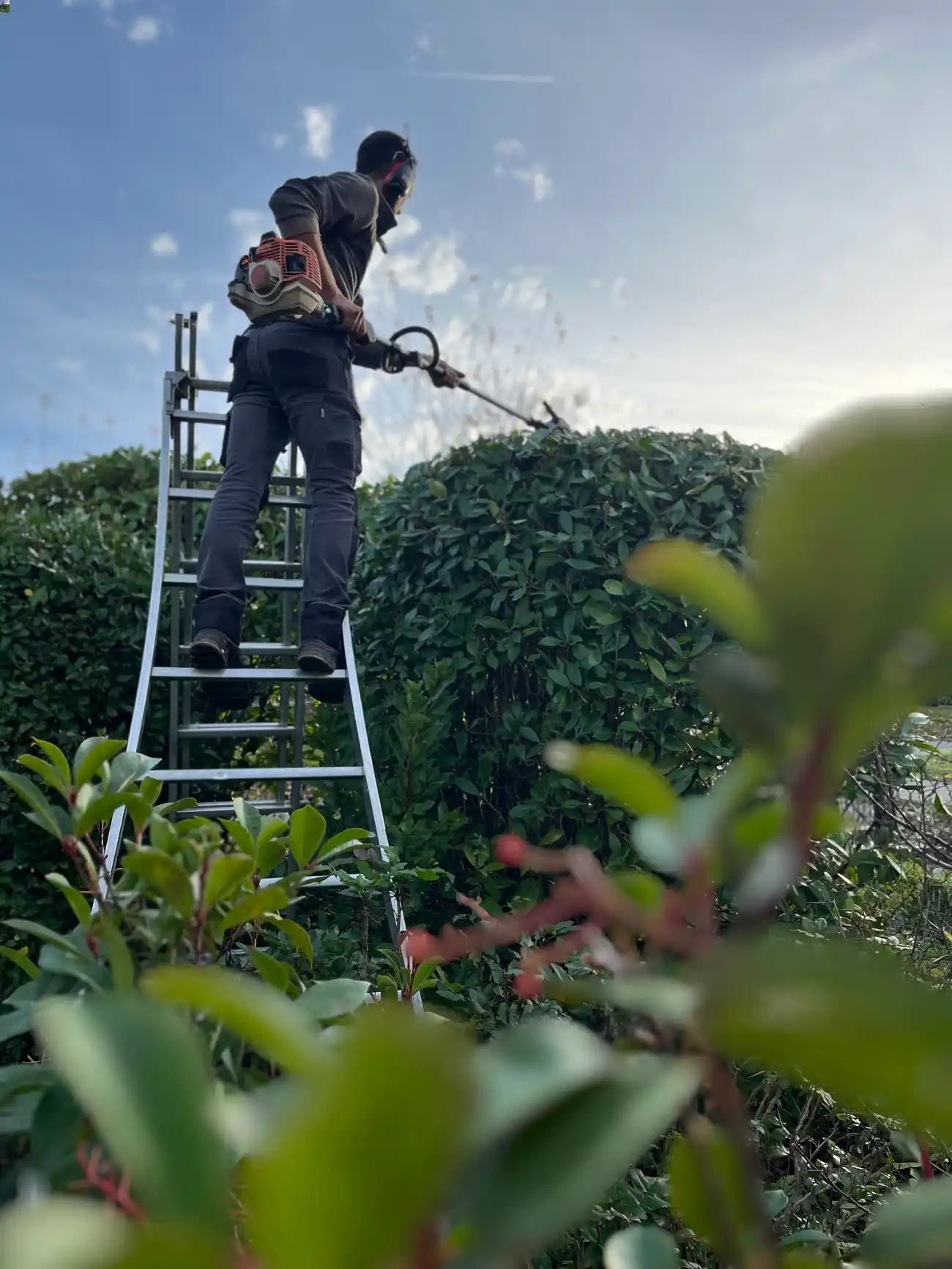 Paysagiste qui taille dune haie d'un jardin de Dordogne sur une échelle