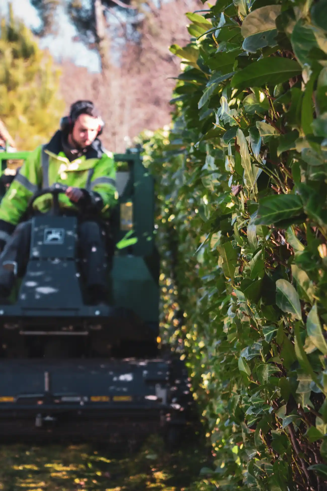 Paysagiste de Dordogne qui tont une pelouse à coté d'une haie