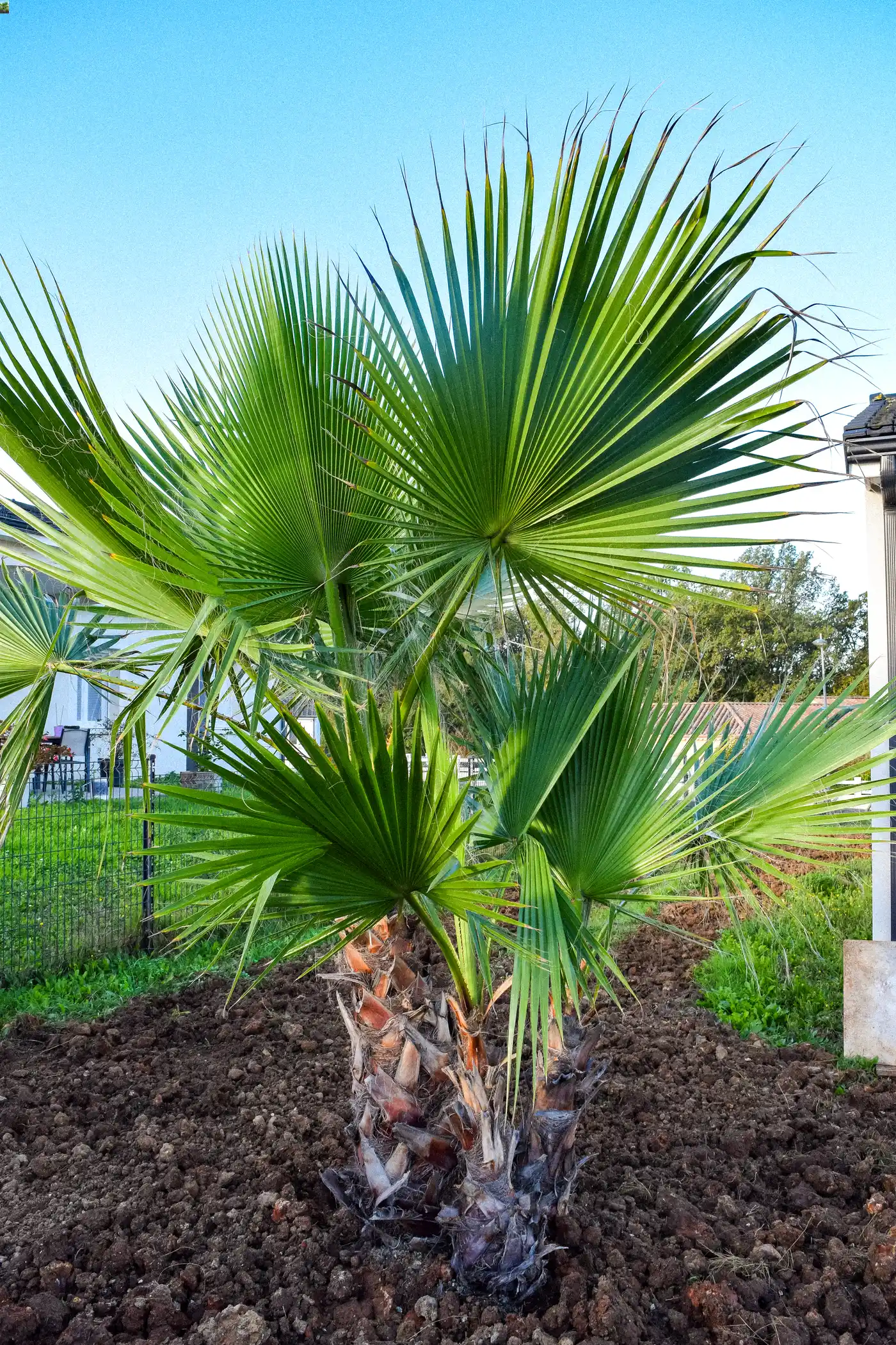 Palmier planté dans un jardin en Dordogne