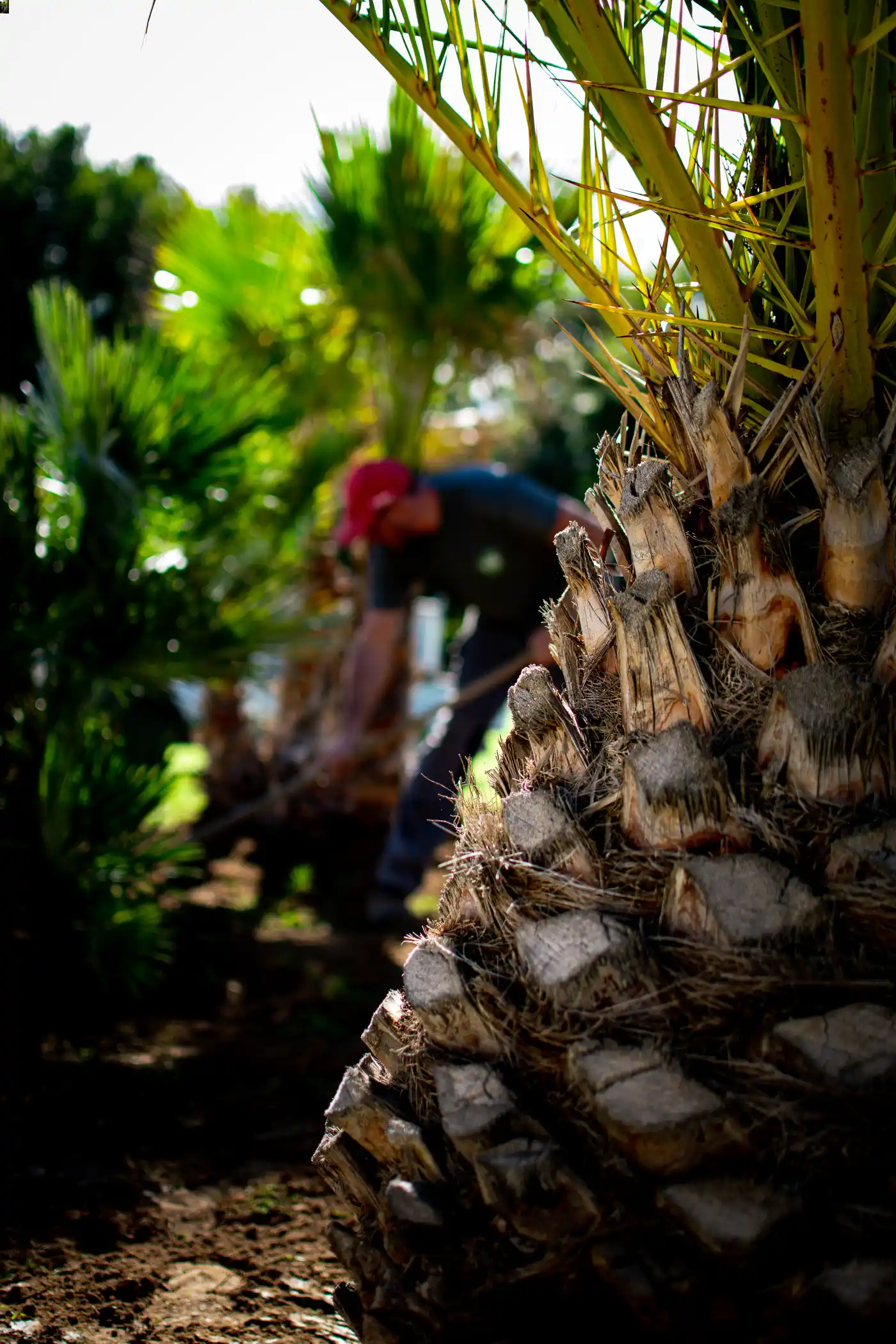 Palmier planté dans un jardin en Dordogne avec un paysagiste en fond