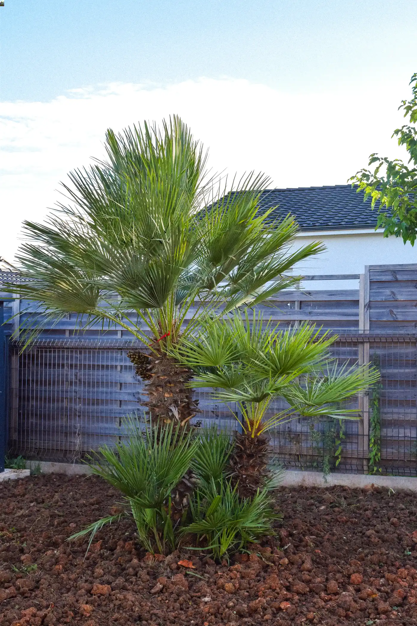 Palmier planté dans un jardin en Dordogne