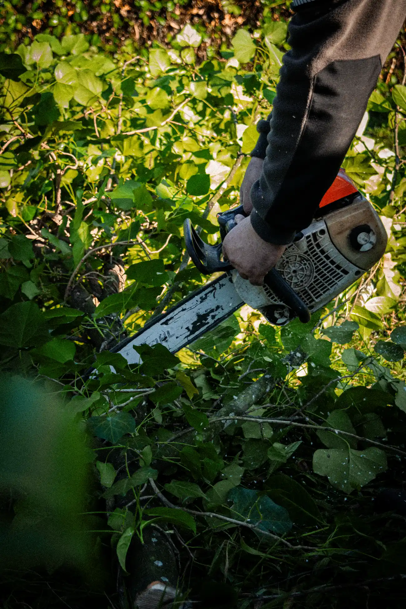Taille haie electrique