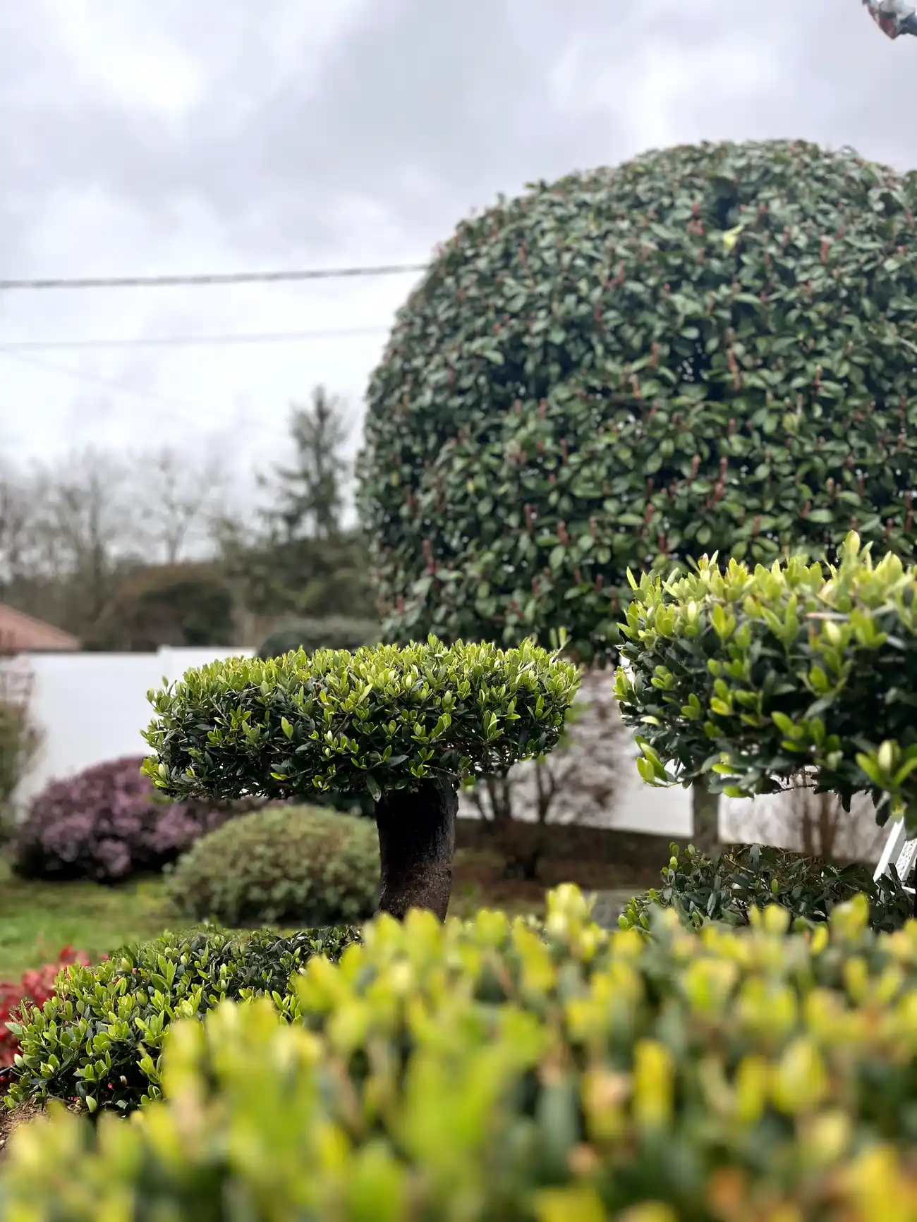 Jardin avec des arbres et des buis en Dordogne