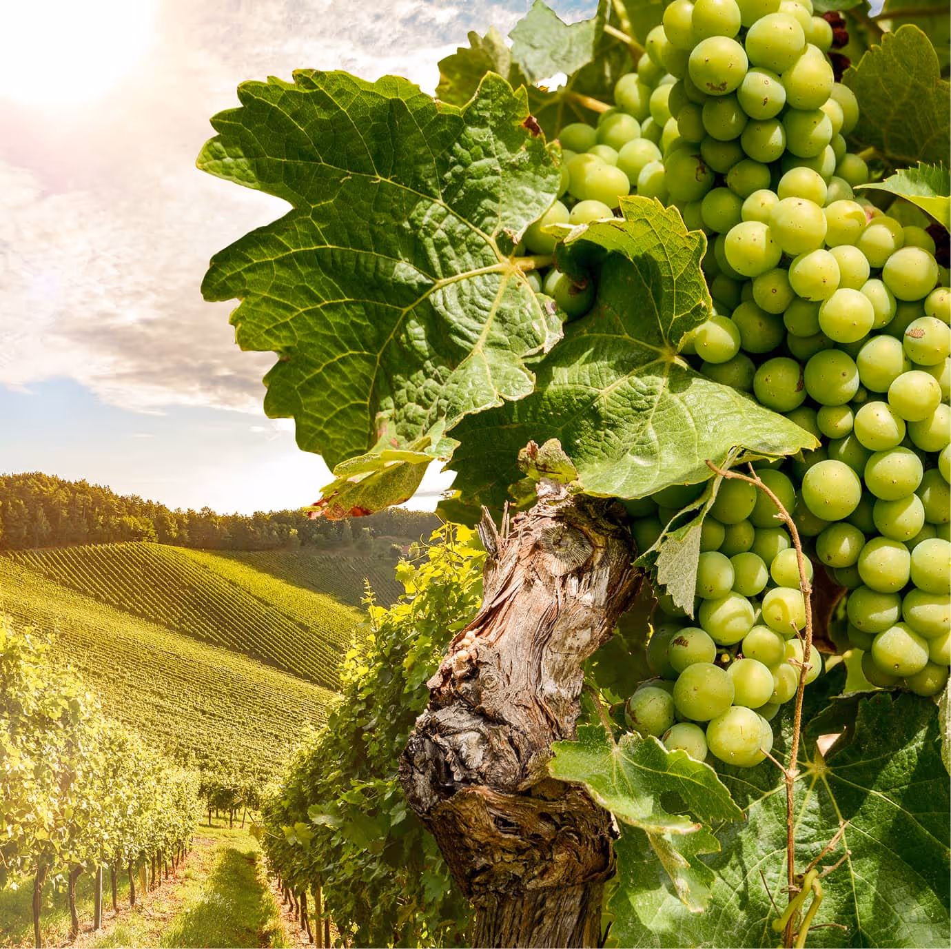 Reben in einem Weinberg in der Nähe eines Weingutes in der Abendsonne, WeißweinTrauben vor der Ernte