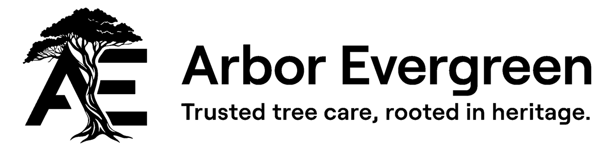 Arbor Evergreen logo with a stylized tree growing through the letters A and E, alongside the tagline 'Trusted tree care, rooted in heritage.'