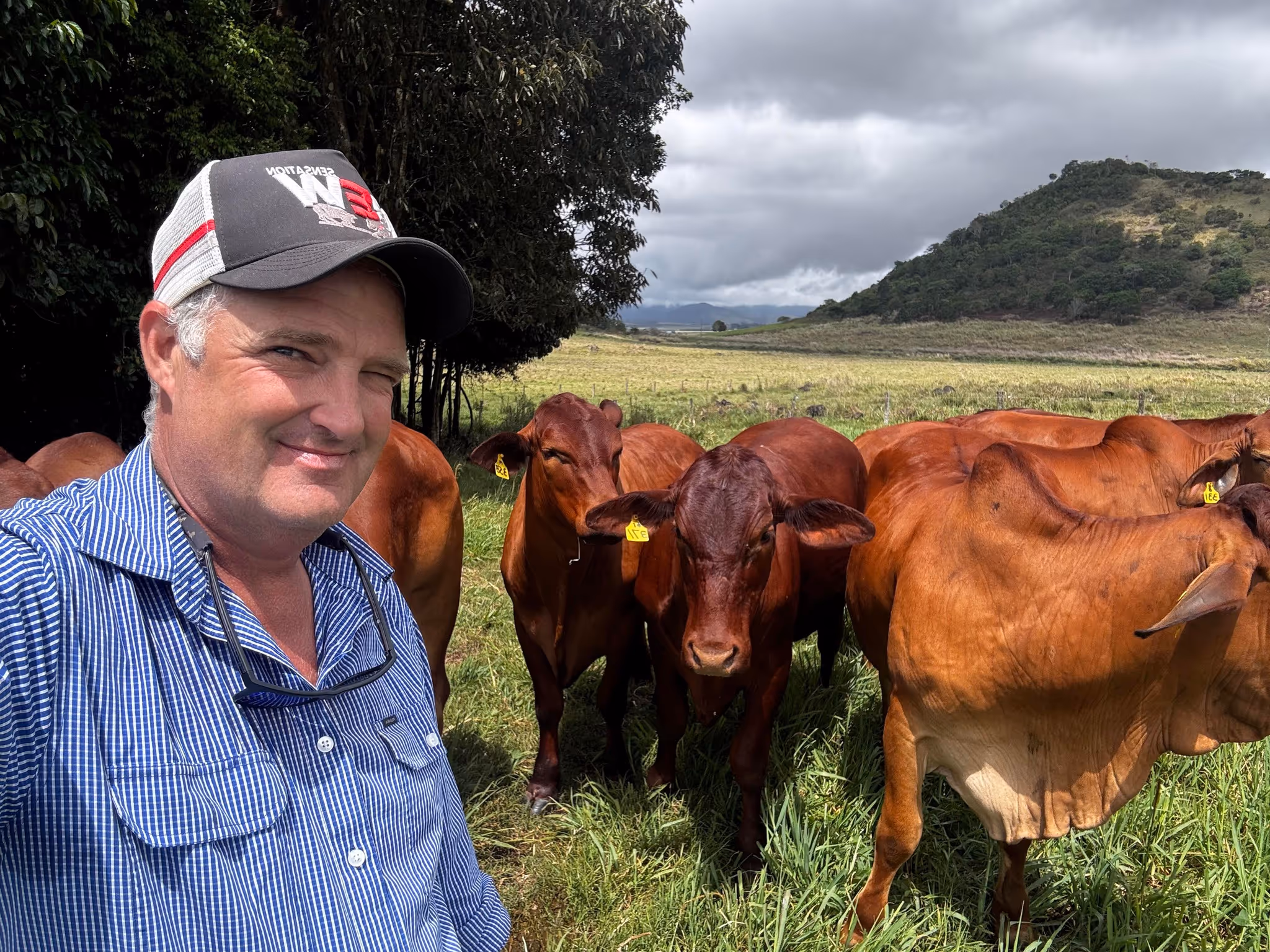 Man in a striped blue shirt and cap taking a selfie with brown cattle in a grassy field under cloudy sky.