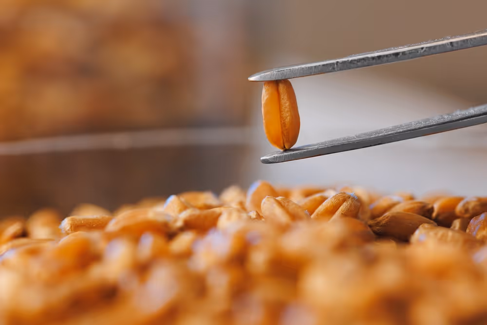 Metal tweezers holding a single wheat grain above a pile of similar grains.