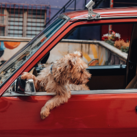 Burger with fried fries on black plate with sauce on the side