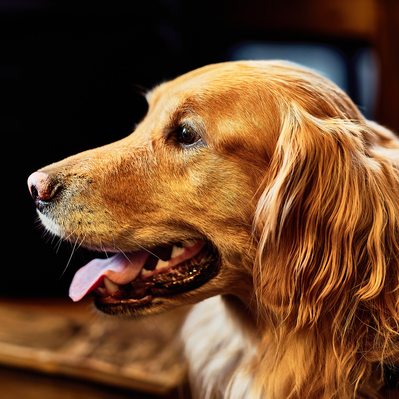Golden Retriever Dog