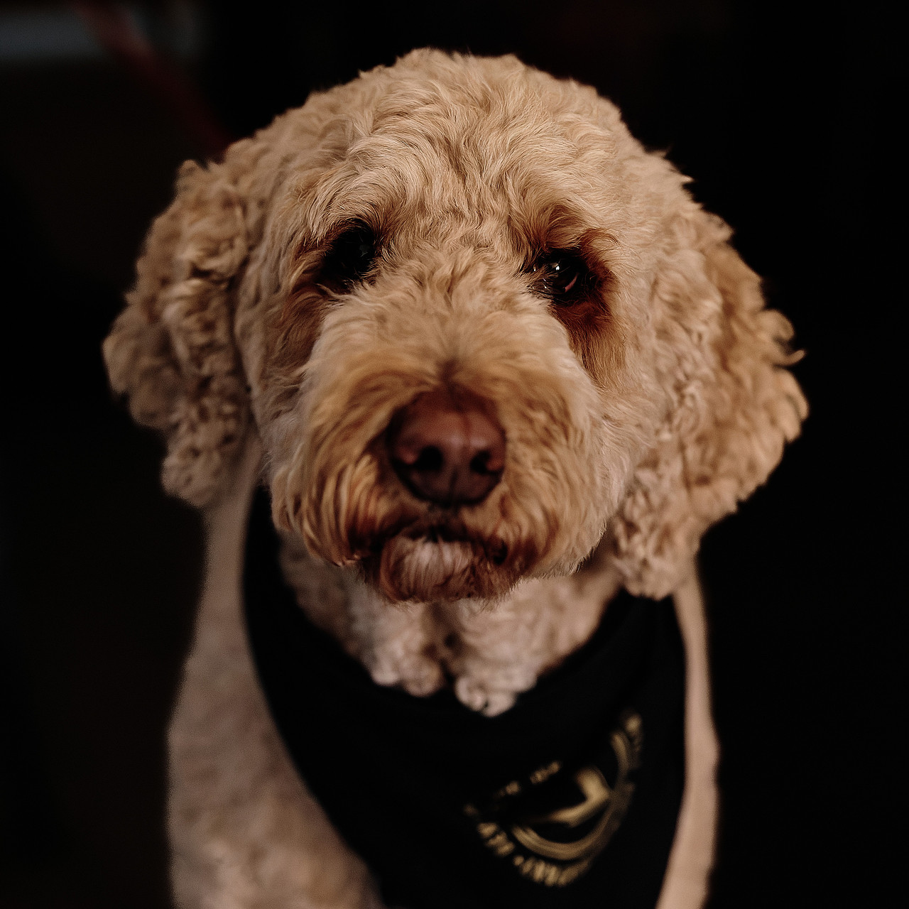 Doodle Dog