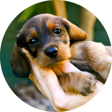 Close-up of a small brown and black puppy being gently held in a person's hand with green blurred background for Citivet