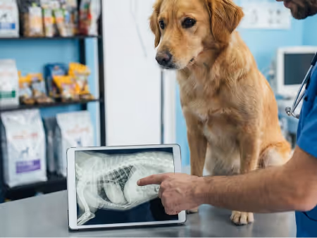 Veterinarian showing a dog’s chest X-ray on a tablet to a golden retriever in a clinic to show Citivets X-ray and Ultrasound services