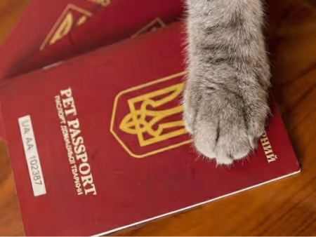 Gray cat paw resting on a red pet passport document to represent citivets global pet travel and immigration assistance.