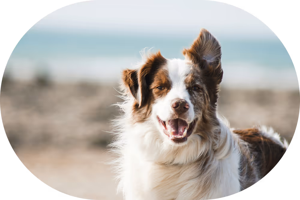 Close-up of a happy brown and white dog with one ear raised, standing outdoors near water, photographed for Citivet veterinary care.