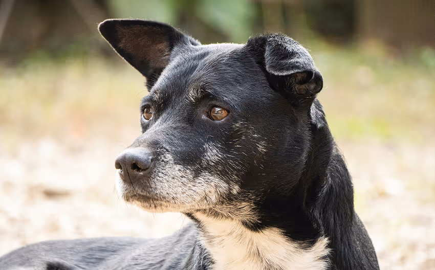 Senior dog wellness care