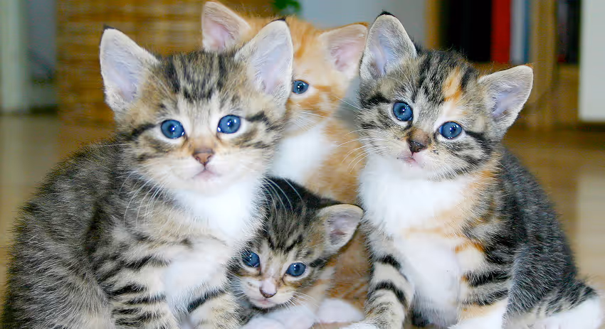 Kitten wellness care