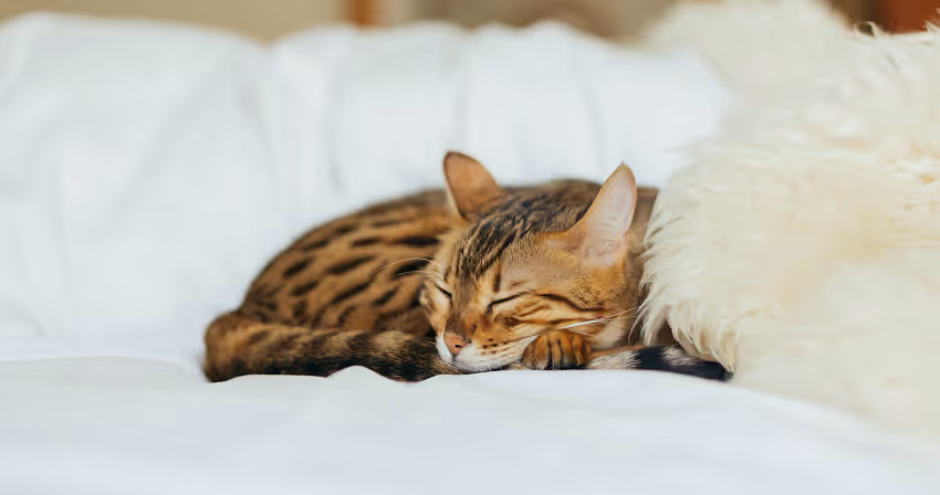 Adult cat wellness care