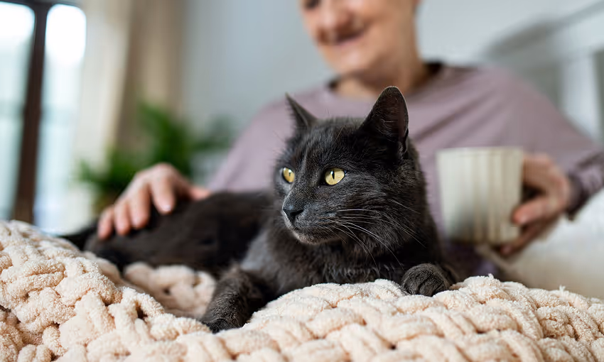 Senior cat wellness care
