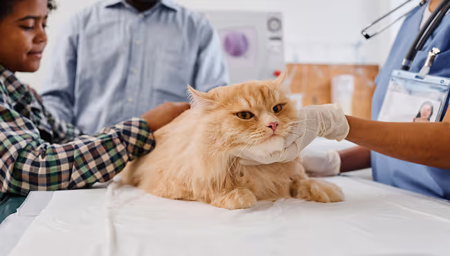 Flexible payment options