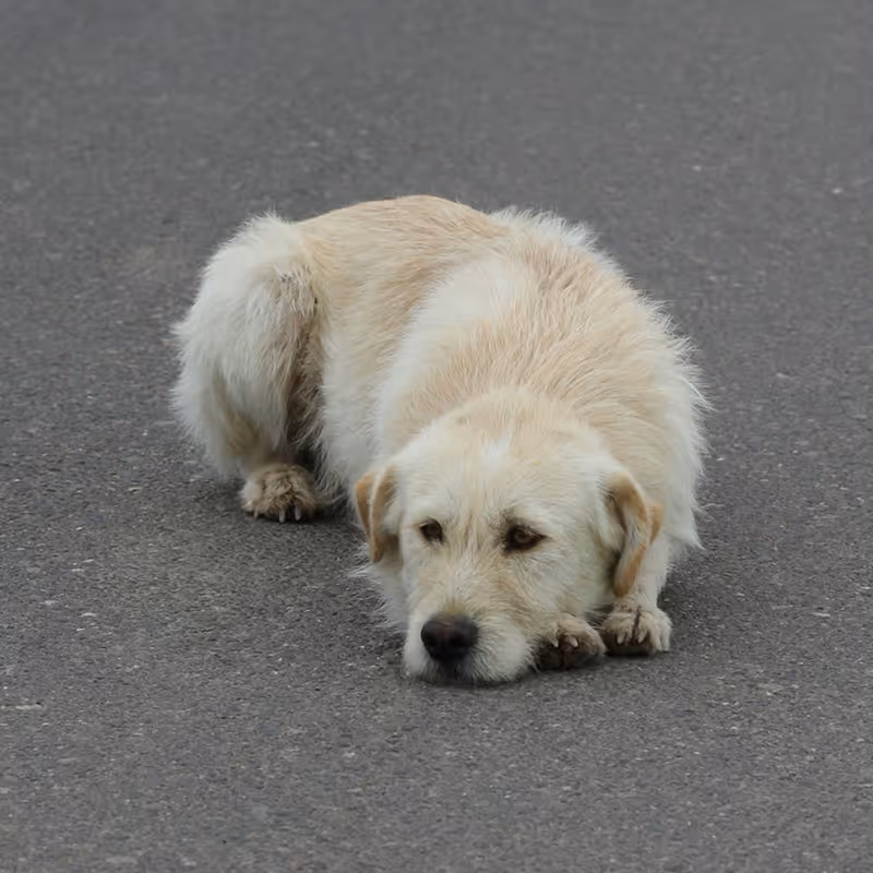 Lost and found dog promotional graphic showing microchip special offer - save over 50% at Citivet