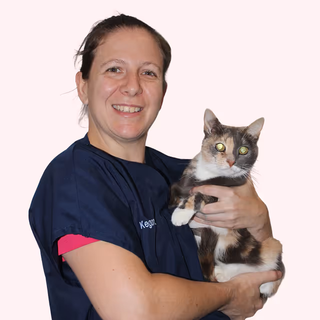 Spay and neuter special promotional image showing veterinary surgical care at Citivet