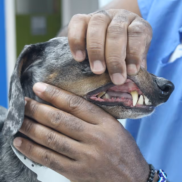 Dental special promotional image at Citivet veterinary clinic