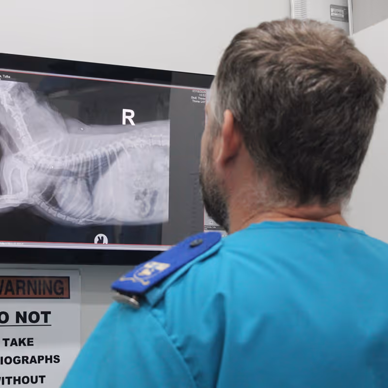 Man in a blue uniform from citivet bothasig reviewing a lateral X-ray image of a cat displayed on a screen to identify possible illnesses 