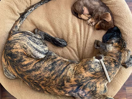 Two dogs sleeping together on a large round beige dog bed, one small brown and the other larger with brindle fur at citivet bothasig