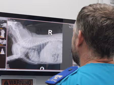 Vet in teal scrubs examining a digital X-ray of a dog displayed on a screen at citvet