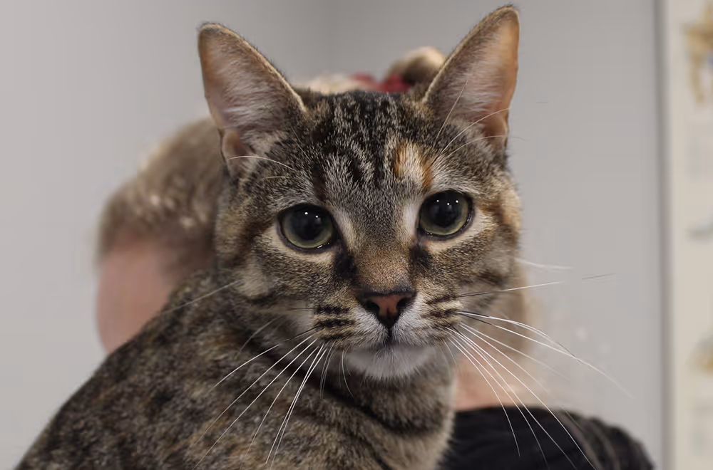 Cat receiving veterinary care