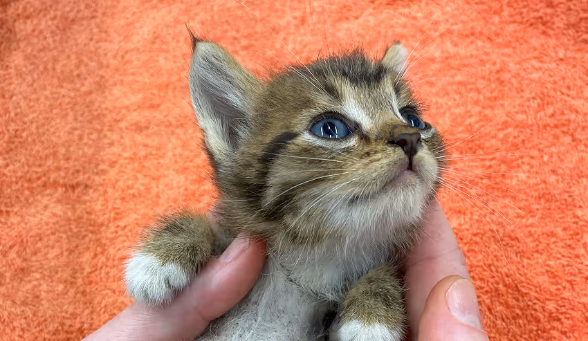 Kitten wellness care