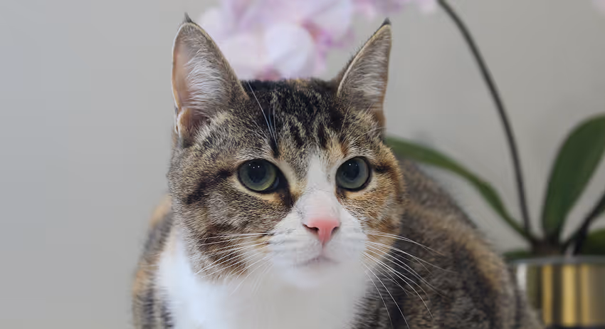 Adult cat wellness care