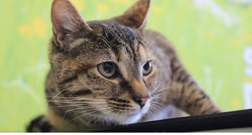 Senior cat wellness care